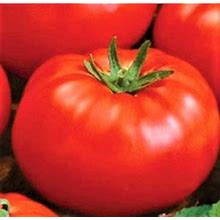 Ace 55 Tomato Seeds 200+ SEEDS NON-GMO --BUY 4 ITEMS FREE SHIPPING