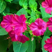 Independent Flower Seeds Pink Four O Clocks - New Garden & Outdoor | Color: Pink