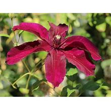 Clematis Huvi - 5 Live Plants In 4 Inch Growers Pots - Clematis 'Huvi' - Starter Plants Ready For The Garden - Beautiful Scarlet Flowering Vine