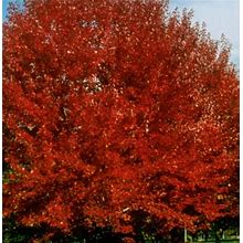 Brandywine Red Maple Tree - Live Plant Shipped 3 Feet Tall (No California)