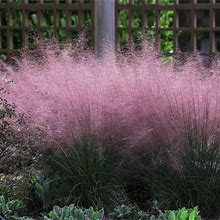 Pink Muhly Grass, 2 Gal- Deep Pink Groundcover