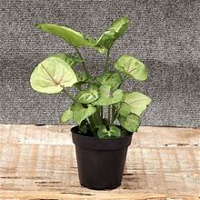 Arrowhead Plant - 4 Inch Container