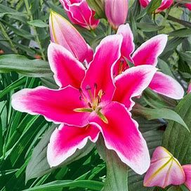 Liber Edge Lily - 3 Per Package | Pink | White | Lilium Oriental 'Liber Edge' | Zone 3-8 | Spring Planting | Spring-Planted Bulbs