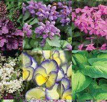 Perennial Shade Garden 22 Varieties-24 Plants By Bluestone Perennials