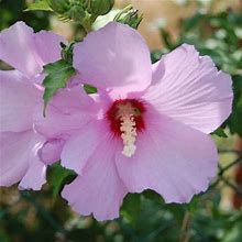 Aphrodite Hibiscus - Rose Of Sharon - Althea Shrub -1 Gallon - Tristar Plants - Summer Blooms, Attracts Pollinators, Fast Growing Trees