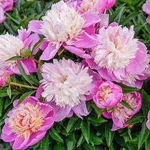 Lady Liberty Peony Dormant Bare Root Perennial Plant, 1-Pack
