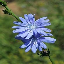 Outsidepride 1/4 Lb. Perennial Chicory Flower Seeds For Planting