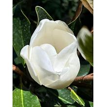 Pixies Gardens Little Gem Dwarf Magnolia Tree, Elegance And Beauty, Huge Fragrant White Flowers 10 Gallon