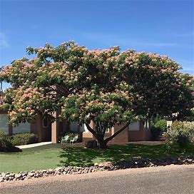 Cold Hardy Mimosa Tree, 2-3 Ft- Colorful Blooms For Months, Even In Freezing Temperatures | Ornamental Flowering Trees, Zone 5-8