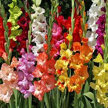 Mixed Gladiolus Flower Bulb Value Bag - 30 Flower Bulbs Per Pack - Mixed Color Variety Pack - Perennializing & Great For Floral Arrangements