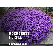 Rockcress, Purple - 250 Seeds - Flower (Aubrieta Deltoidea) - Vibrant Blooms - Spreading And Ground-Covering - Attracts Pollinators