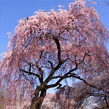 4-5 ft. - Pink Weeping Cherry Tree - A Fountain Of Pink Blooms Each Spring