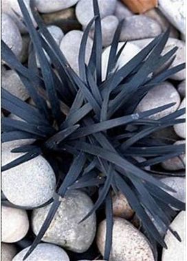 BLACK Mondo Grass Perennial Ornamental 1 Live Plant SPRING Shipping Landscaping Plants