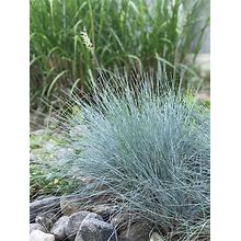 Burpee - Perennials - Ornamental Grass, Blue Fescue, 150 Seeds
