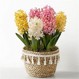 FTD Flower Delivery | Pastel Beauty Hyacinth Bulb Garden | |