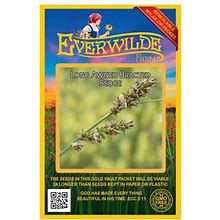 Everwilde Farms - 100 Long Awned Bracted Sedge Native Grass Seeds - Gold Vault Jumbo Bulk Seed Packet