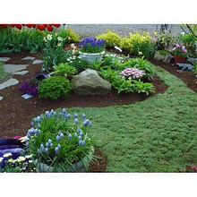 Classy Groundcovers, Elfin Creeping Thyme Mother Of Thyme (25 Pots, 3 1/2 Inch Square)