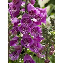 Digitalis Dalmatian Purple Improved Perennial Plant By Bluestone Perennials
