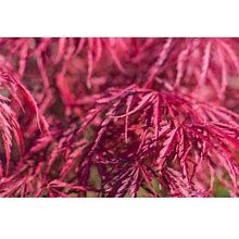10 Red Dwarf Japanese Laceleaf Maple Tree Lace Blood Acer Palmatum Atropurpureum Dissectum Shrub Seeds
