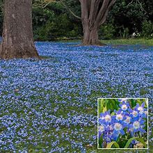 Early Snow Glories - 18 Per Package | Blue | Chionodoxa Forbesii | Zone 3-9 | Fall Planting | Fall-Planted Bulbs