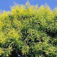 Golden Raintree, 6-7 Ft- Yellow Flowers Transform Into Golden Shoji Lanterns, Fast Growing Shade Tree, Zone 5-8