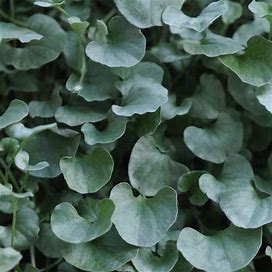 Silver Falls Dichondra Ground Cover Seeds