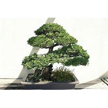 Chamaecyparis Obtusa Hinoki Cypress Bonsai Tree Rare 10 Seeds