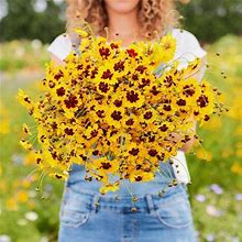 Plains Coreopsis Seeds - 1/4 Pound - Yellow/Red Flower Seeds, Heirloom Seed Attracts Bees, Attracts Butterflies, Attracts Pollinators, Extended Bloom