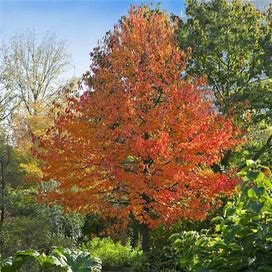 Green Gable Tupelo (Black Gum Tree), 6-7 Ft- A Stunning And Adaptable Tree Your Family Will Have For Generations, Bright Red Leaves In Autumn, Fast Growing Shade Tree, Zone 5-8