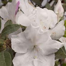 Encore Azalea Autumn Lily (1 Gallon) White Flowering Shrub - Full Sun Live Outdoor Plant