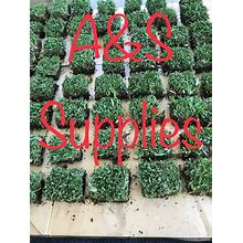 ST AUGUSTINE GRASS - 25 PLUGS - WITH ROOTS Free Shipping