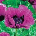 Central Park Red Flowering Oriental Poppy Dormant Bare Root Perennial Roots (3-Pack)