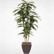 5 Feet Real Touch Artificial Dracaena Tree In Metal Planter - 5 Feet Dracaena Tree In Metal Container
