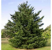 1-2 ft. - Douglas Fir Tree - An American Classic Built To Last