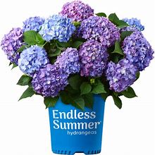 Bloomstruck Hydrangea 4 Pack (3 Container)
