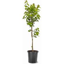 American Plant Exchange Shade Trees Live Maple Red Tree, 5-Gallon Pot In Black | 24 H X 10 D In | Wayfair Abdd8a4bed640af7c5c056222037f7d2
