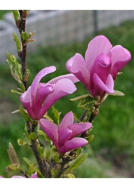 Tulip Magnolia Tree "Ann" Pink-Purple Flowers 1 To 2 Feet Tall Now - 1 Gallon Pot
