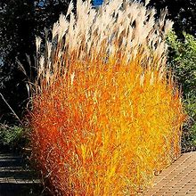 30Pcs Flame Grass Seeds Ornamental Miscanthus Purpurascens Seeds For Outdoor Garden By QAUZUY Garden