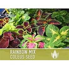 Coleus, Rainbow Mix Flower Seeds - Heirloom Seeds, Brightest Coleus Mix, Painted Nettle, Houseplants, Shade Garden, Coleus Blumei, Non-GMO