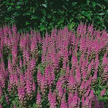 Outsidepride 1000 Seeds Perennial Astilbe Chinensis Pumila Flower Seeds For Planting
