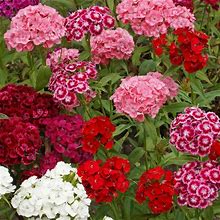 Outsidepride 1/4 Lb. Perennial Dianthus Barbatus Sweet William Wild Flower Seed Mix For Planting