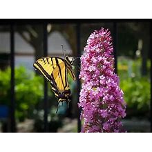 Buddleia Pink Delight Butterfly Bush 3 Container