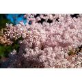 100 SIBERIAN MEADOWSWEET Filipendula Palmata Meadow Sweet Pink White Flower Seeds