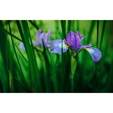 Purple Iris Flowers,Blue Iris,Flower Art Print,Iris Flower Photography,Spring Floral Art,Aqua Blue Lilac Mint,Floral Nursery Wall Decor