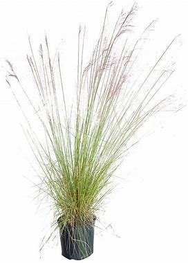 2.5 Gal. Pink Muhly Grass, Live Plant With Pink Plumes