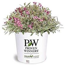 Proven Winners - Weigela Florida My Monet (Weigela) Shrub, Pink Flowers, 3 - Size Container