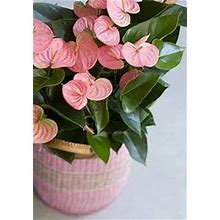 Pink Anthurium Plant Live For Indoor Outdoor Planting 4'' Pot Ornaments Perennials Garden Growing Planting Can Grow Well Pots Gift