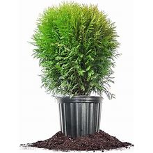PERFECT PLANTS Arborvitae Woodward Globe In 3 Gallon Grower's Pot | Round Compact Evergreen Shrub | Aromatic Lush Green Foliage