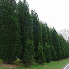 Murray Cypress Tree - 5 Container 4-5 Feet