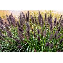 10 Dwarf BLACK FOUNTAIN GRASS Pennisetum Alopecuroides Viridescens Hardy Seeds